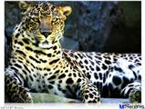 Poster 24"x18" - Leopard