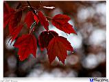 Poster 24"x18" - Wet Leaves