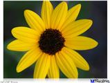 Poster 24"x18" - Yellow Daisy